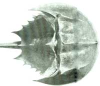 Signs of Spring: May Flowers, Horseshoe Crabs and Astronomy Charts
